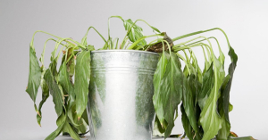 Viajou? Veja truque simples para reviver sua plantinha que ficou murcha!