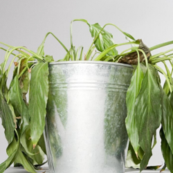 Viajou? Veja truque simples para reviver sua plantinha que ficou murcha!
