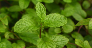 Plantas para oxigenar melhor o corpo e elevar a sua imunidade